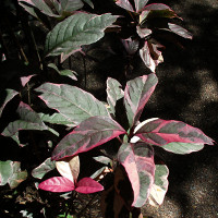 Pseuderanthemum atropurpureum Tricolor