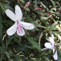 pseuderanthemum_sinuatum