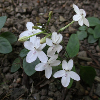 Pseuderanthemum variabile