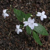 Pseuderanthemum variabile