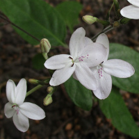 Pseuderanthemum variabile