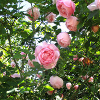 The Montville Rose - Duchesse de Brabant