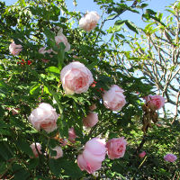 The Montville Rose - Duchesse de Brabant