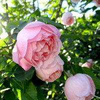 The Montville Rose - Duchesse de Brabant