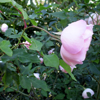 The Montville Rose - Duchesse de Brabant