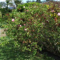 The Montville Rose - Duchesse de Brabant