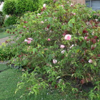 The Montville Rose - Duchesse de Brabant