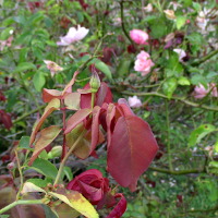 The Montville Rose - Duchesse de Brabant