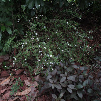 Serissa foetida