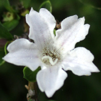 Serissa foetida