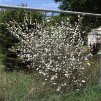 Spirea cantoniensis Flora Plena