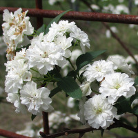 Spirea cantoniensis Flora Plena