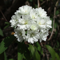 Spirea cantoniensis Flora Plena