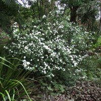 Spirea cantoniensis Flora Plena