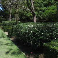 Spirea cantoniensis Flora Plena