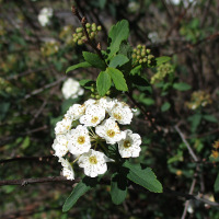 Spirea cantoniensis single form