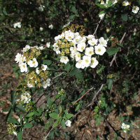 Spirea cantoniensis single form