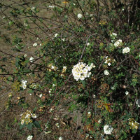 Spirea cantoniensis single form