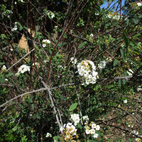 Spirea cantoniensis single form