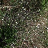 Spirea cantoniensis single form