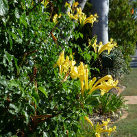 Tecomaria capensis Aurea