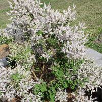 Nutmeg bush - Tetradenia riparia