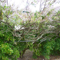 Nutmeg bush - Tetradenia riparia