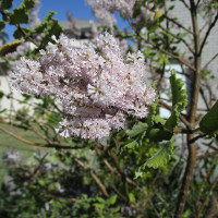 Nutmeg bush - Tetradenia riparia