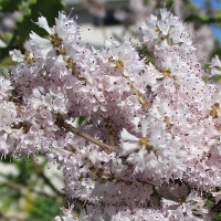 Nutmeg bush - Tetradenia riparia