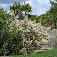 Nutmeg bush - Tetradenia riparia