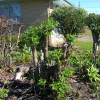 Nutmeg bush - Tetradenia riparia
