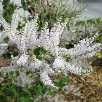 Nutmeg bush - Tetradenia riparia