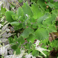 Nutmeg bush - Tetradenia riparia