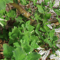 Nutmeg bush - Tetradenia riparia