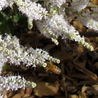 Nutmeg bush - Tetradenia riparia