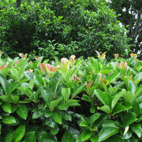 Viburnum emerald lustre