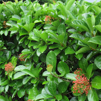 Viburnum emerald lustre