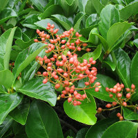 Viburnum emerald lustre