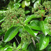 Viburnum emerald lustre