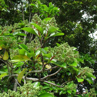 Viburnum emerald lustre