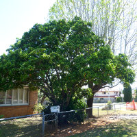 Viburnum odoratissimum