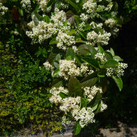 Viburnum odoratissimum