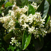 Viburnum odoratissimum