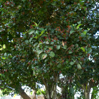 Viburnum odoratissimum