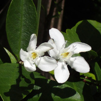 Arctic Snow Wrightia antidysenterica