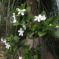 Arctic Snow Wrightia antidysenterica