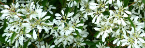 subject tag image