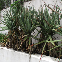 Ornamental flowering aloe plant