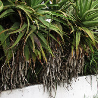 Ornamental flowering aloe plant