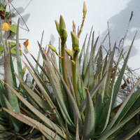 Ornamental flowering aloe plant